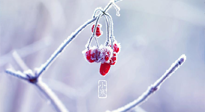 【小寒節(jié)氣】時處二三九，臘月梅花開！