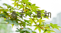 【艾灸養生】春末夏初：上熱下寒癥狀，補不如疏通淤堵，試試艾灸吧！